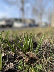 Foto: Bladeren van voorjaarsbloeiers boven de grond in de vroege lente.