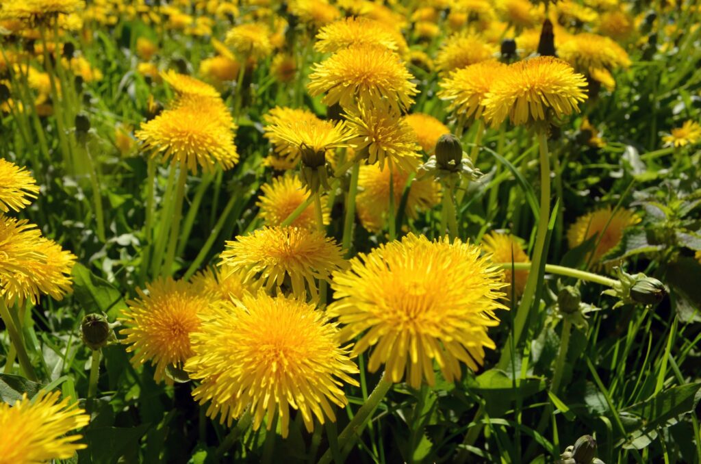 Paardenbloemen